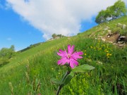 In LINZONE (1392 m) da Roncola il 9 maggio 2026 in solitaria ma incontrando tanti amici-FOTOGALLERY